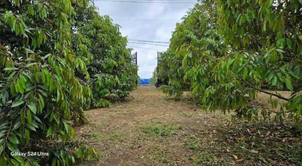 CẦN BÁN NHÀ VƯỜN CÓ 300 CÂY SẦU RIÊNG HỆ THỐNG TƯỚI VÀ ĐIỆN NƯỚC ĐẦY ĐỦ2579874