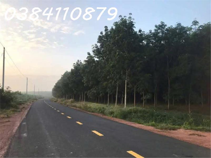 BÁN 248HA CAO SU, LỘC NINH, BÌNH PHƯỚC2567403