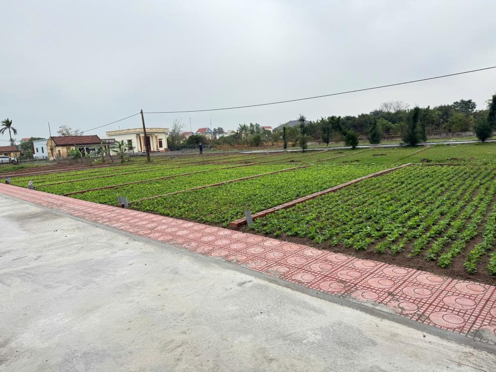 Bán đất trung tâm thị trấn quất lâm gần bãi tắm, quảng trường từ 1 tỷ2589410