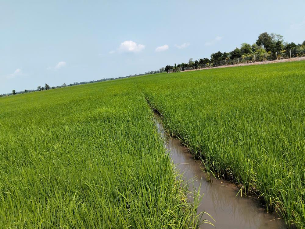 Bán miếng đất Mặt tiền tỉnh lộ 856. Cách chợ Mỹ Phú Tp. Cao Lãnh 8-9km.2580937