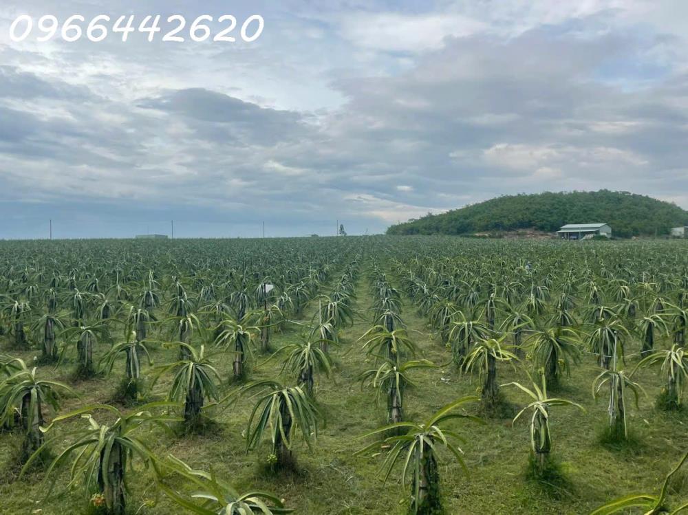 Bán vườn thanh long ruột đỏ, Khu vực đá quý Xã Hồng Liêm, Huyện Hàm Thuận Bắc, Bình Thuận2454861
