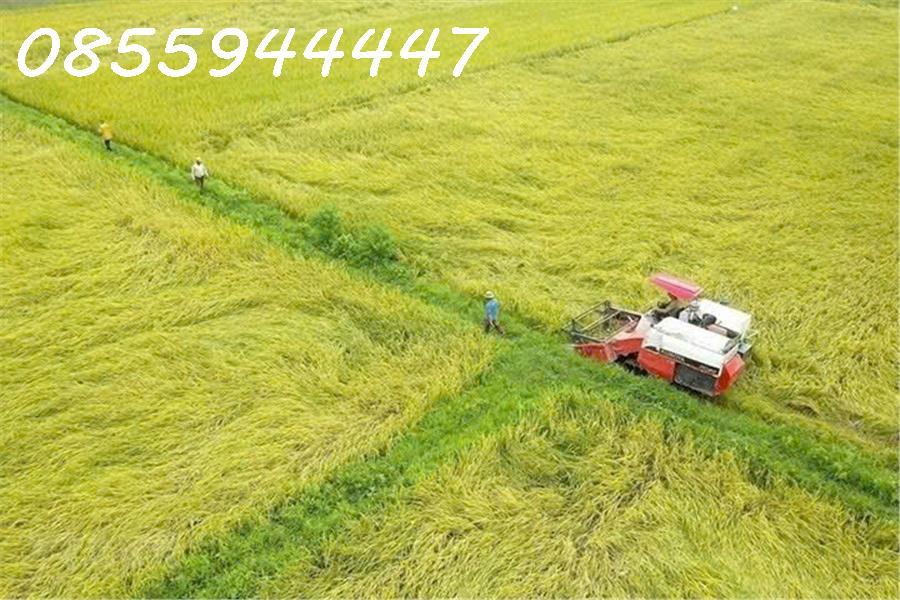 Chính chủ kẹt tiền cần bán nhanh thửa đất 4.276m2 (trồng lúa lâu năm) Phi Thông, Rạch Giá2460873