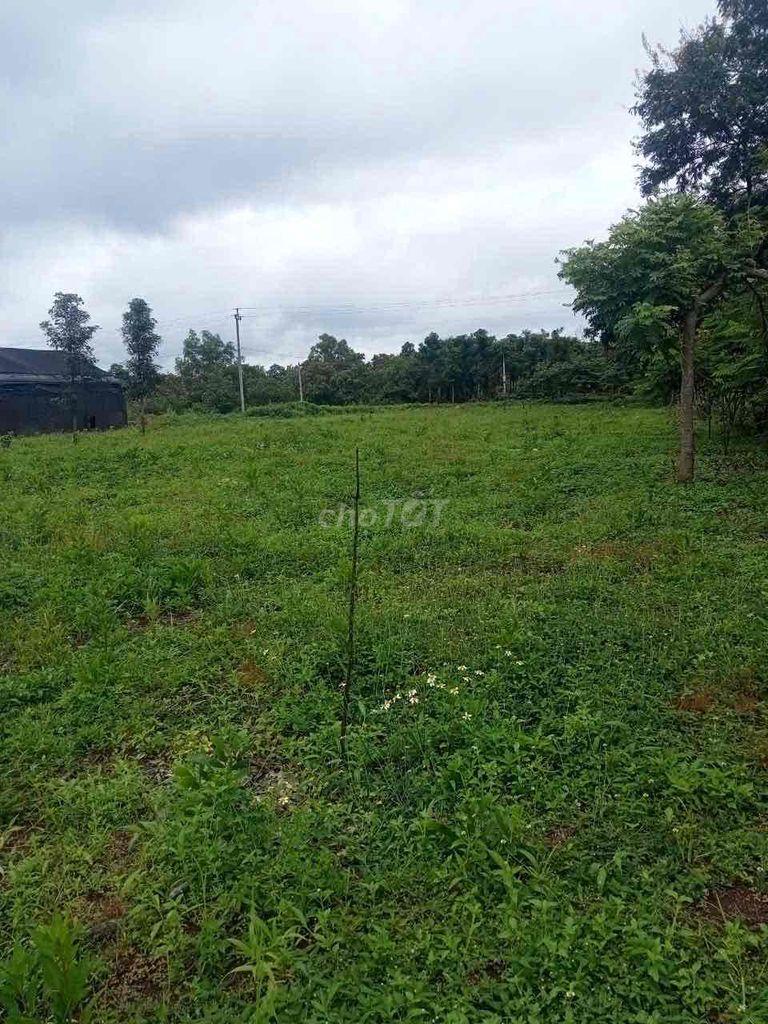 Cần Bán Đất Rẫy 50000m2 Tại Buôn Đôn - Đắk LắK2567595
