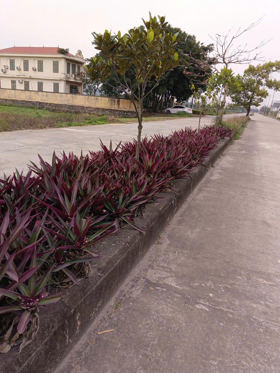 Chính chủ cần bán Nhanh Lô Đất Tại Đường Phạm Thận Duật, Phường Ninh Sơn, Ninh Bình, Ninh Bình.2554342