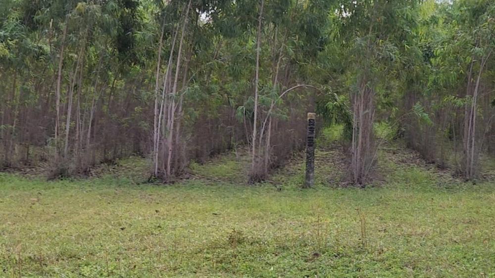 Chính Chủ Bán 2,263m2 Đất Bạch Đàn Tại Đường số 24, Xã Tân Xuân, Huyện Hàm Tân2509725