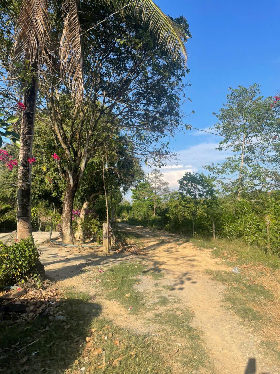 BÁN LÔ ĐẤT TRỒNG CÂY LÂU NĂM TẠI ĐỊNH QUÁN - ĐỒNG NAI2554568