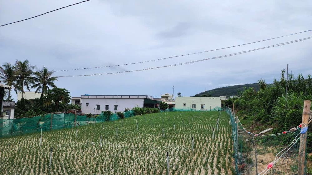 Bán đất trồng cây hàng năm tại đảo Lý Sơn, Quảng Ngãi giá siêu rẻ.2323702