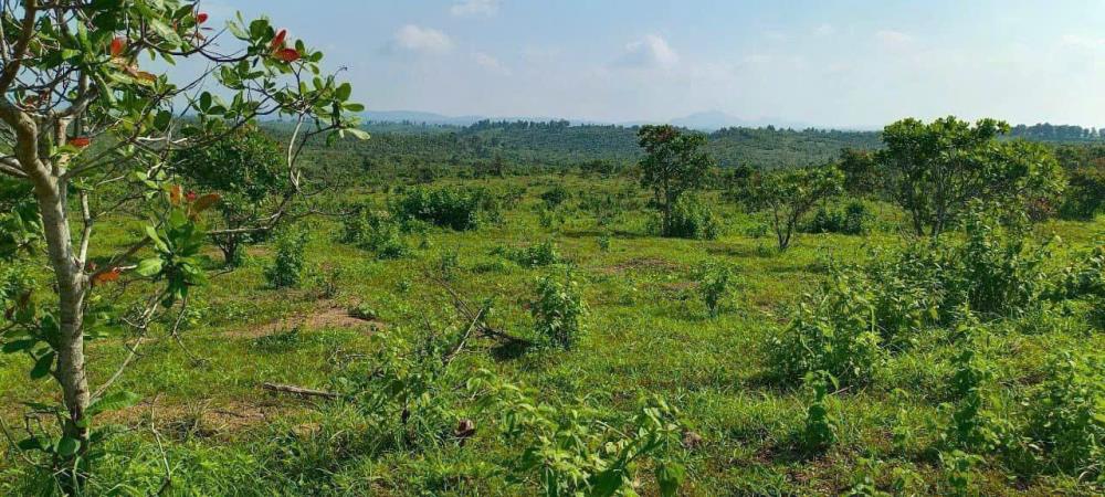 Buôn Đôn- Đắk Lắk diện tích 9.5ha có suối quanh đất đất đỏ bằng phẳng cách trung tâm huyện chỉ 2 phút chạy xe giá 3,3 tỷ2399739
