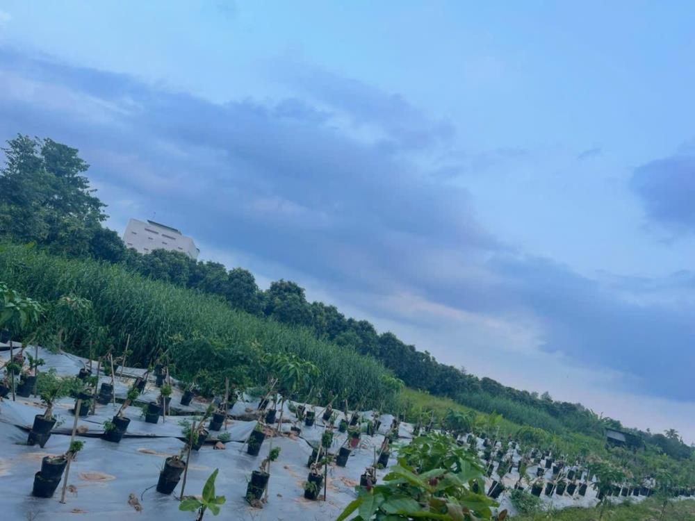 Đất Đẹp - Giá Tốt - Chính Chủ Cần Bán 2 Công Đất Vườn Tại Lấp Vò, Đồng Tháp2514776