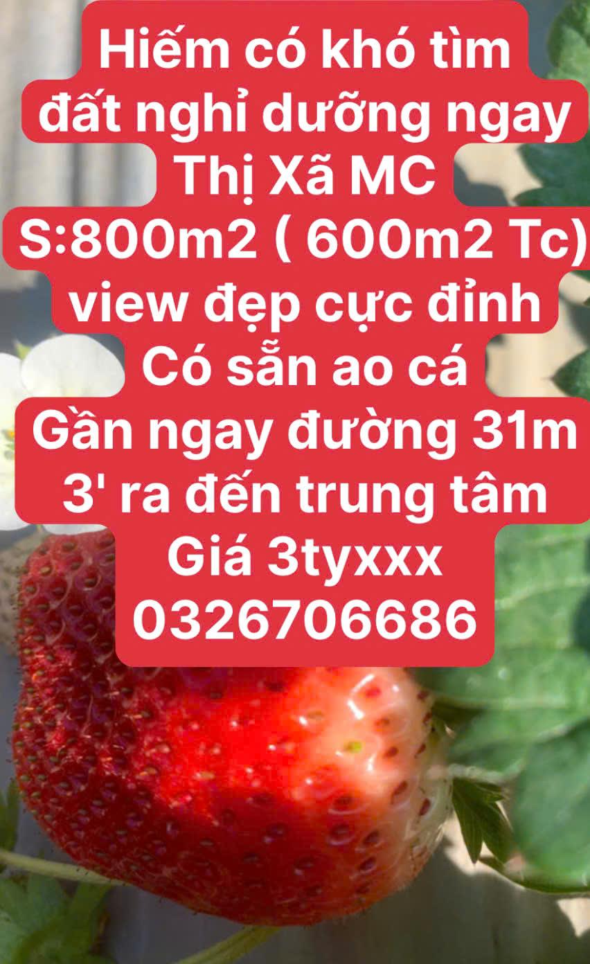 1800M2 ĐẤT VÀNG RỪNG THÔNG BẢN ÁNG2504530