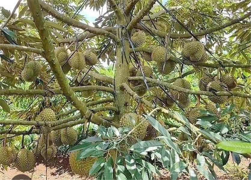 Cần bán gấp đất vườn cây ăn trái 15 Hecta , đất đỏ Bazan, tại huyện Đắk Glong,Đắk Nông1118877