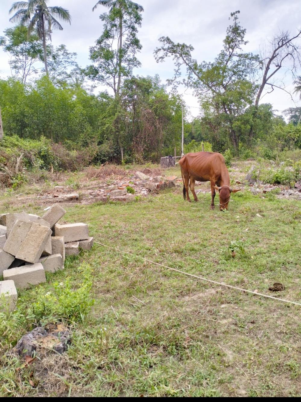 '' BÁN ĐẤT TẠI KP LẠC ĐÔNG 2, THỊ TRẤN PHÙ MỸ, HUYỆN PHÙ MỸ, BÌNH ĐỊNH1749701