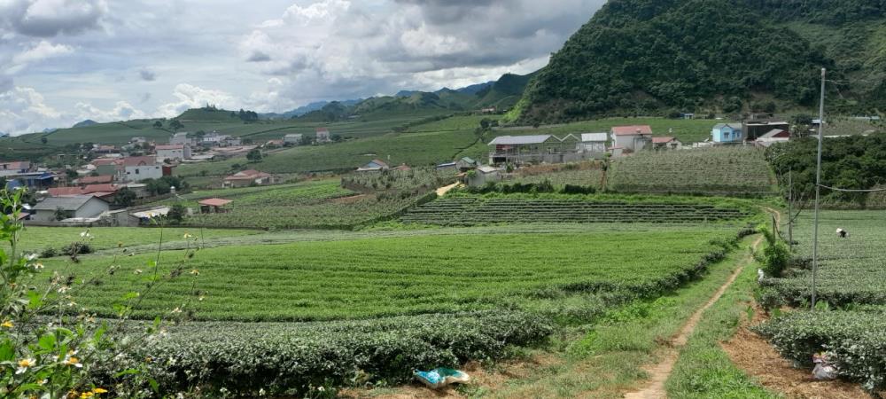 Cần bán lô đất đẹp tại Thị Trấn NT Mộc Châu,Huyện Mộc Châu,Tỉnh Sơn La706442