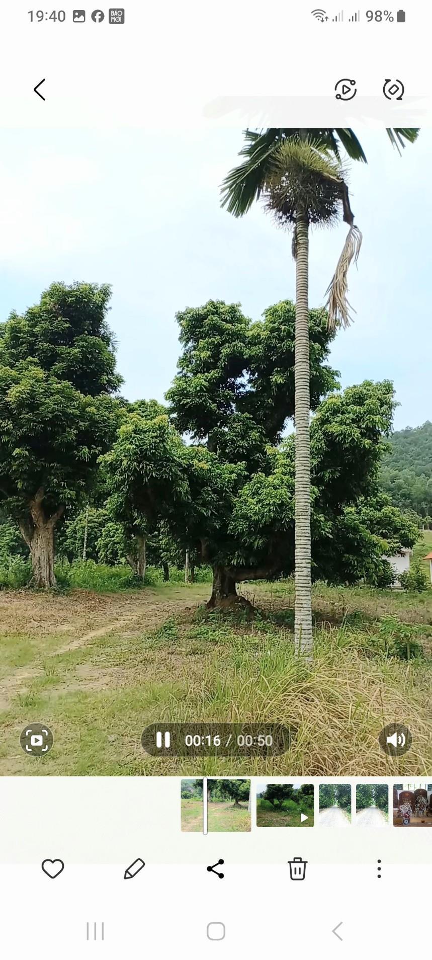 CHÍNH CHỦ Cần Bán 2HA Đất CLN Cho Thu Hoạch Tại Xóm Tân Thành, xã An Khang, TP Tuyên Quang1917209