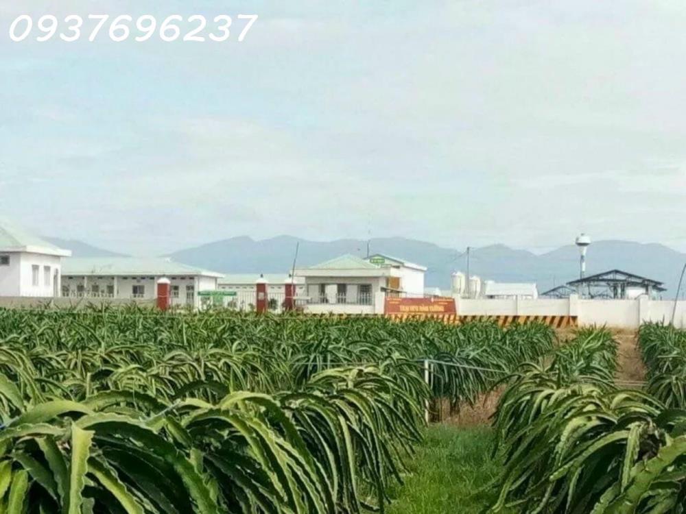 Bán hơn 12ha đất trang trại đang cho công ty CP thuê 450 triệu tháng tại xã Hàm Cường,Hàm Thuận Nam,Bình Thuận258364