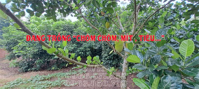 Cần bán đất vườn 2 mặt tiền 27m x40m ||Bảo Quang- Long Khánh|| Giá chỉ 2 tỷ 3.11023