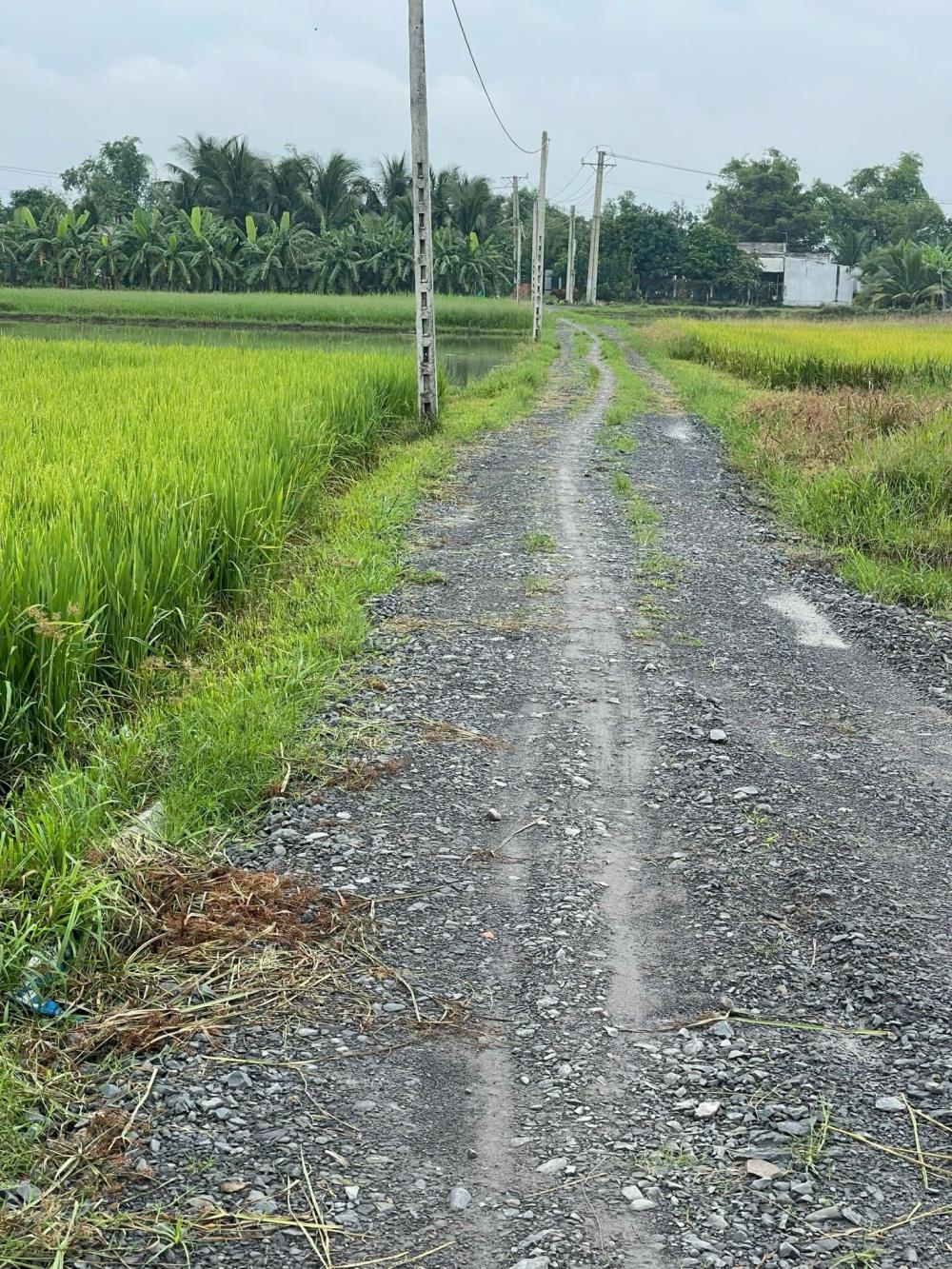 Bán đất vườn liền kề khu công nghiệp Huỳnh Mai, Thuộc Ấp Rừng Sến, Xã Mỹ Hạnh Bắc Huyện Đức Hoà Tỉnh Long An2012051