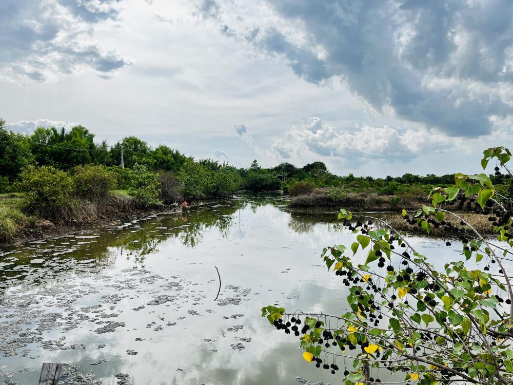 BÁN ĐẤT NUÔI TÔM , THẢ LANG TẠI DUYÊN HẢI, TRÀ VINH1688267