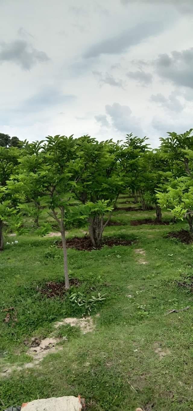 Gấp gấp bán rẻ lô đất trồng cây lâu năm gần KCN Phước Nam- Ninh Thuận1388325