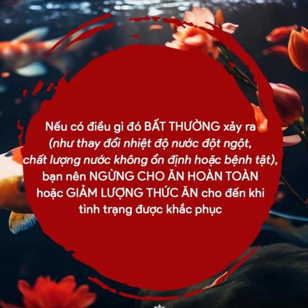 Vi Sinh cực sạch dành cho Hồ Cá Koi2016545