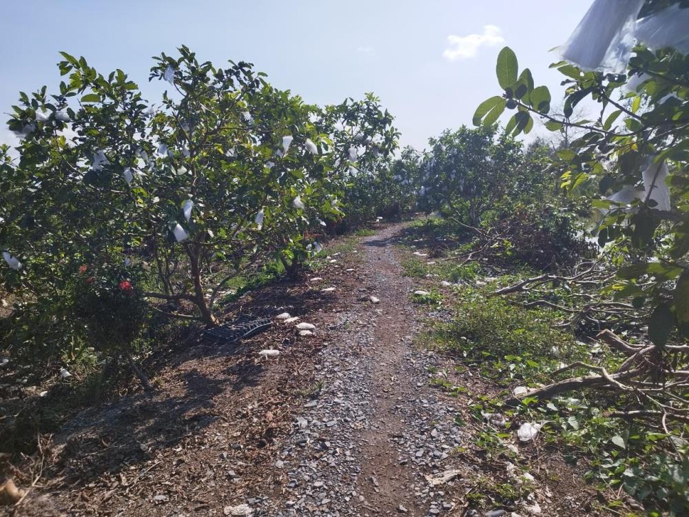 Bán vườn cây ăn trái 1000m2, xã Long Thắng huyện Lai Vung, Đồng Tháp1161873