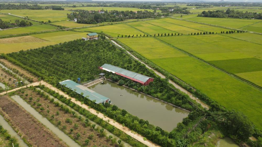 Chính chủ cần bán gấp trang trại lợn tại Nông Cống, Thanh Hoá662392