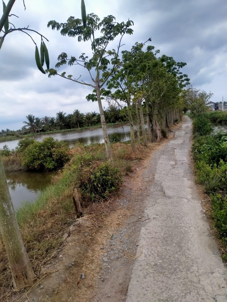 GẤP!!CHÍNH CHỦ Cần Bán Đất  Vườn Dừa, Giá Tốt Tại Thạnh Trị, Bình Đại, Bến Tre1408964