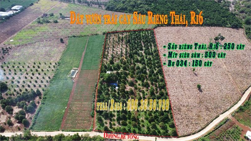 Cần bán 1ha6 đất vườn sầu riêng Thái, Ri6 || Suối Nho, Định Quán149278