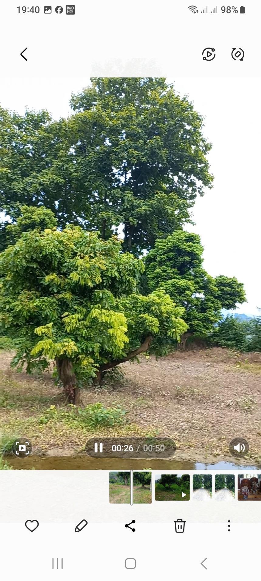 CHÍNH CHỦ Cần Bán 2HA Đất CLN Cho Thu Hoạch Tại Xóm Tân Thành, xã An Khang, TP Tuyên Quang1917211