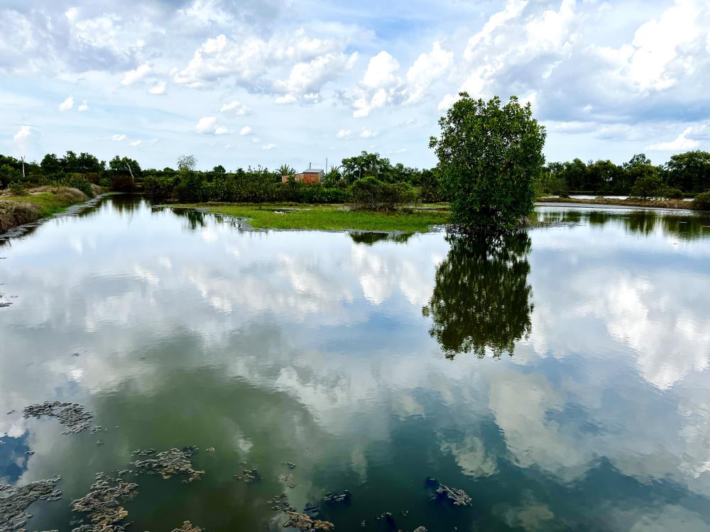 BÁN ĐẤT NUÔI TÔM , THẢ LANG TẠI DUYÊN HẢI, TRÀ VINH1688269