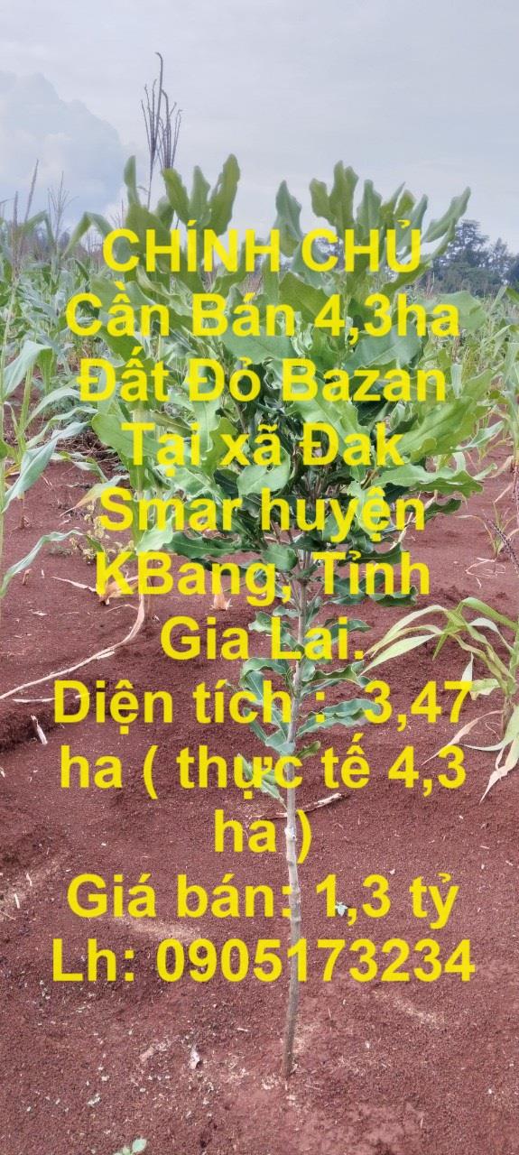 CHÍNH CHỦ Cần Bán 4,3ha Đất Đỏ Bazan Tại xã Đak Smar huyện KBang, Tỉnh Gia Lai.1550195