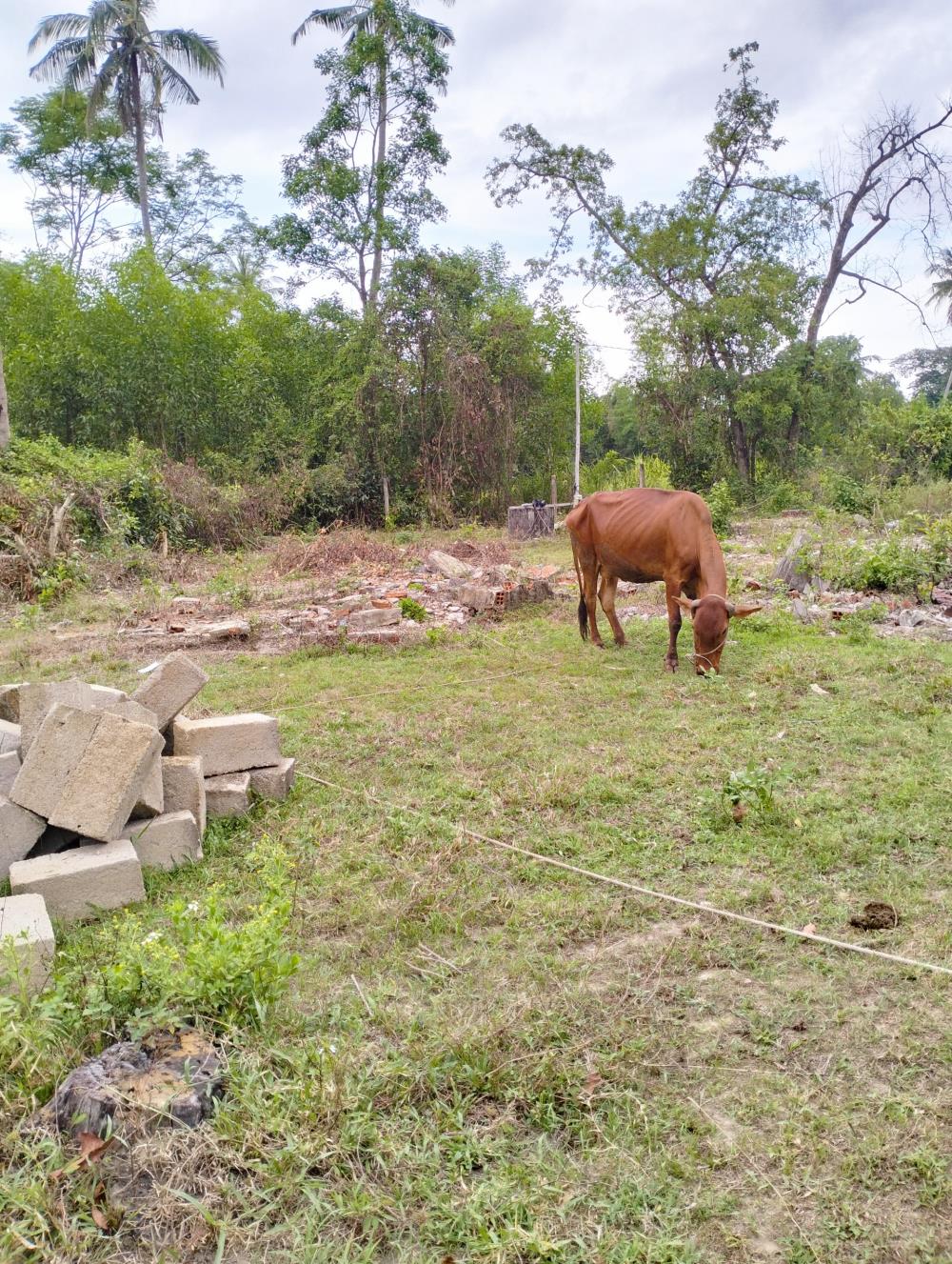 '' BÁN ĐẤT TẠI KP LẠC ĐÔNG 2, THỊ TRẤN PHÙ MỸ, HUYỆN PHÙ MỸ, BÌNH ĐỊNH1749649