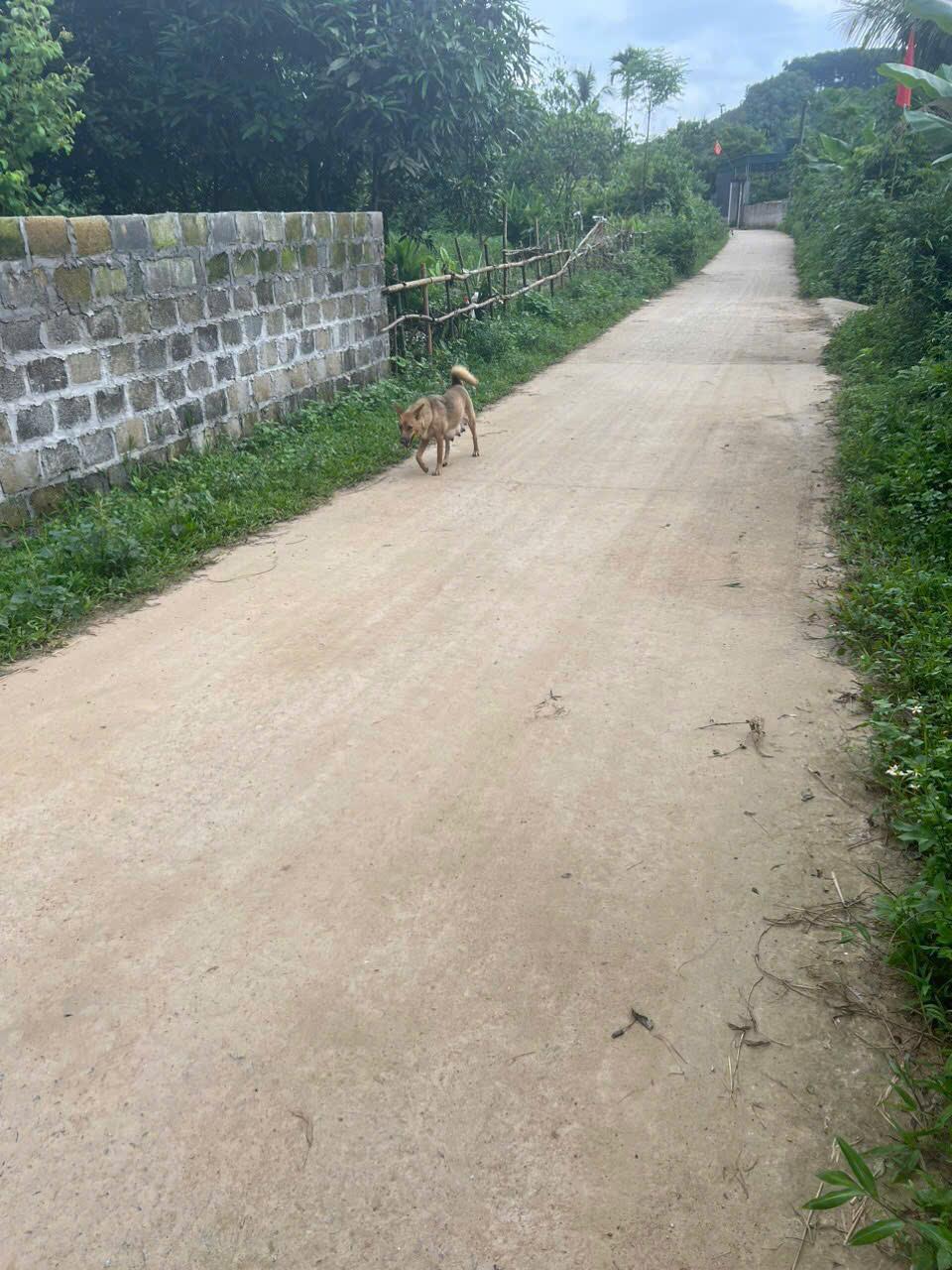 ĐẤT CHÍNH CHỦ - GIÁ TỐT - Vị Trí Đẹp Tại Khu Vôi, Thị trấn Ba Hàng Đồi, Huyện Lạc Thuỷ, Hoà Bình2021263